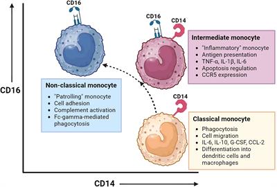 The immunoregulatory role of monocytes and thrombomodulin in myelodysplastic neoplasms